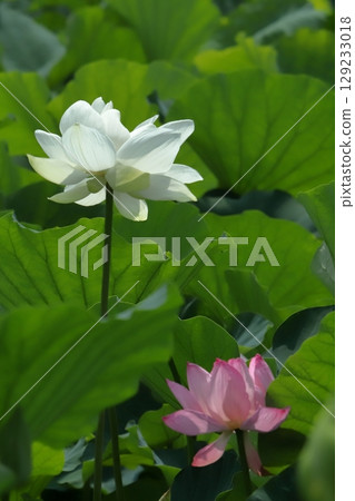清晨的鎌倉荷花池 129233018