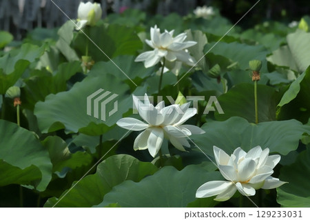 清晨的鎌倉荷花池 清晨的鎌倉荷花池 129233031