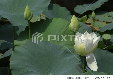 Kamakura's lotus pond in the early morning 129233056