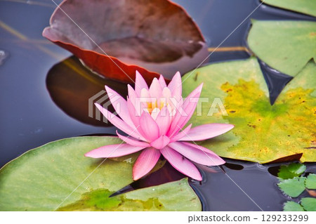 睡蓮鮮花 129233299