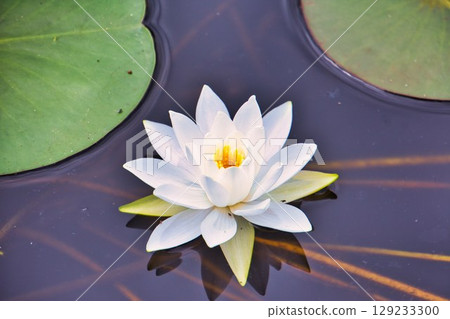 Water lily flowers 129233300