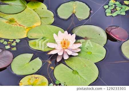睡蓮鮮花 129233301