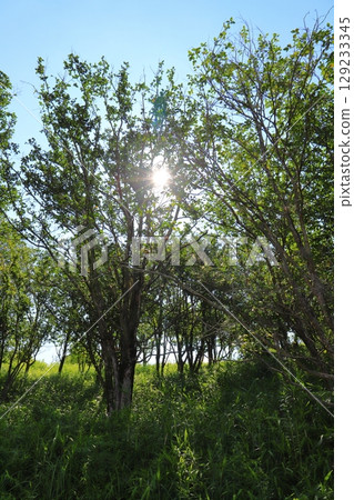 樹木、光線、草地 樹木、光線、草地 129233345