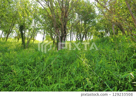 Summer forest grassland 129233508