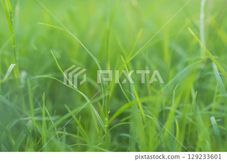 Grass Blur Green Background Spring Bokeh Garden Light Bright Easter Summer Fresh Lawn Plark Backdrop Foliage Effect Soft Focus Pattern Growht Plant Nature Mockup Zero Carbon Environment Eco System. 129233601
