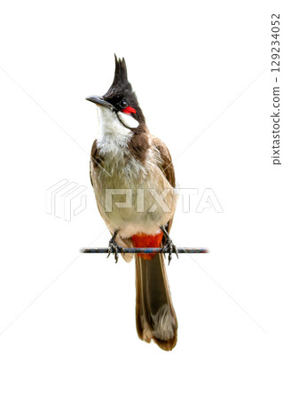 Red-whiskered Bulbul perched upright on a metal bar, showcasing its black crest, red cheek patch, and vibrant undertail in perfect detail. 129234052