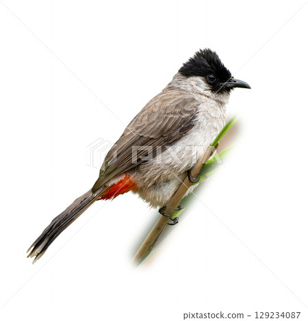 Sooty-headed Bulbul perched on a green stem, highlighting its fluffy plumage, black crest, and bright red under-tail. Sooty-headed Bulbul perched on a green stem, highlighting its fluffy plumage, black crest, and bright red under-tail. 129234087