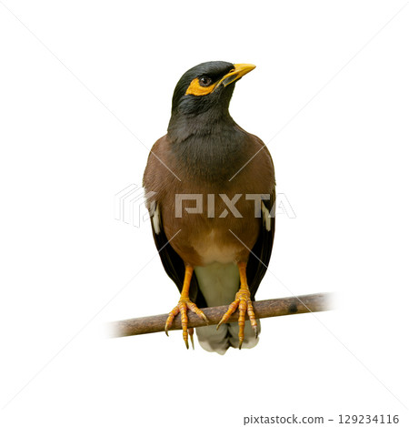 Common Myna perched on a branch, showcasing its yellow eye patch, strong legs, and alert posture against a clean white background. Common Myna perched on a branch, showcasing its yellow eye patch, strong legs, and alert posture against a clean white background. 129234116