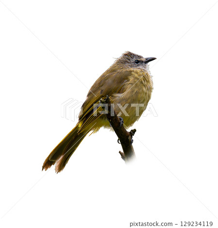 Flavescent Bulbul perched on a branch, showing soft yellow-green plumage and alert posture, isolated on white background. Flavescent Bulbul perched on a branch, showing soft yellow-green plumage and alert posture, isolated on white background. 129234119