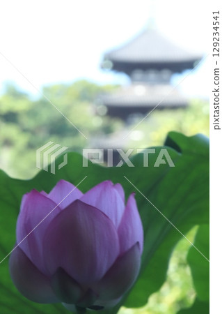 Morning sun lotus flowering 129234541