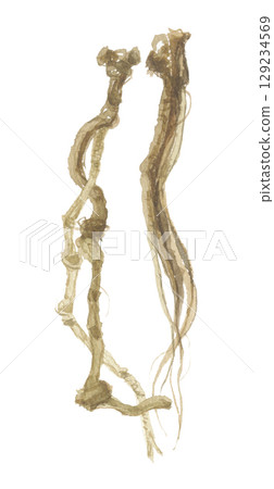 Watercolor painting of Astragalus root 129234569