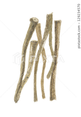 Watercolor painting of Astragalus root 129234570