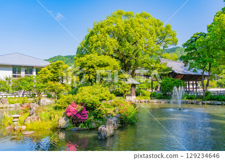 [Fukuoka Prefecture] Dazaifu Tenmangu Shrine, Shinji Pond in early summer 129234646