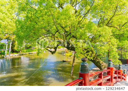 [Fukuoka Prefecture] Dazaifu Tenmangu Shrine, Shinji Pond in early summer 129234647
