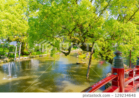 [Fukuoka Prefecture] Dazaifu Tenmangu Shrine, Shinji Pond in early summer 129234648