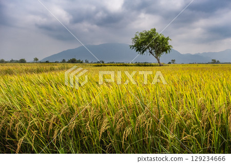 Golden paddy rice field ready for harvest in overcast day. Rice plants in yellow rice fields ready to be harvested in countryside Vietnam. Travel photo, nobody. Agriculture and harvest season concept 129234666