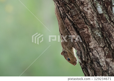 Closeup of an Indian palm squirrel three striped squirrel searching for the food. Gilhari an Indian Palm Squirrel Northern Palm Squirrel or Chipmunk in a Natural Outdoor Environment. 129234671