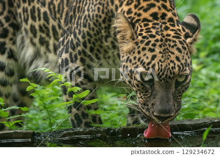 Indian leopard drinking water close up. Photo of a leopard Panthera pardus drinking water in a pond in Natural Wildlife Sanctuary India. Travel photo, nobody 129234672