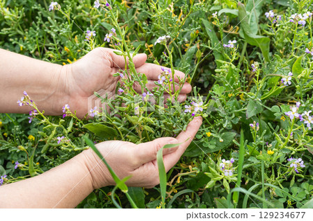 Woman hands touching grass. Female hands with spring wildflowers, herbs on green grass background. Close-up of a hands with flower outdoors, beauty of nature. A person gently holds a spring flowers Woman hands touching grass. Female hands with spring wildflowers, herbs on green grass background. Close-up of a hands with flower outdoors, beauty of nature. A person gently holds a spring flowers 129234677