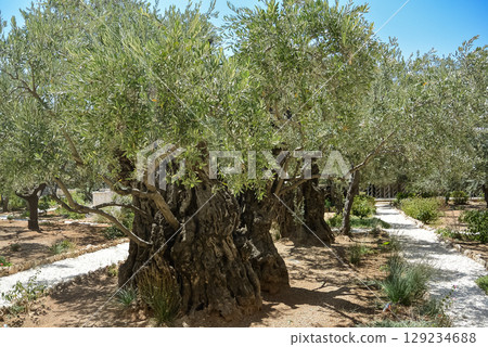 Mount of Olives. Old olive trees in the garden of Gethsemane. The Gethsemane Olive Orchard Garden located at the foot of the Mount of Olives Jerusalem, Israel. Travel photo, nobody Mount of Olives. Old olive trees in the garden of Gethsemane. The Gethsemane Olive Orchard Garden located at the foot of the Mount of Olives Jerusalem, Israel. Travel photo, nobody 129234688