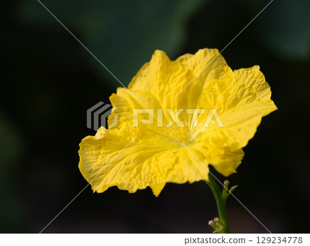 Close-up of a male loofah flower 129234778