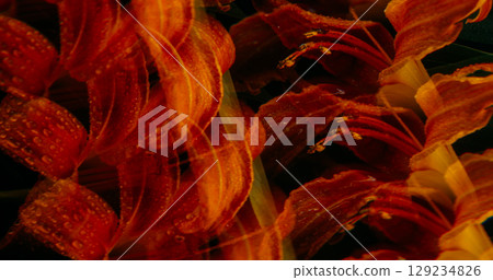 Flower abstraction. Nature kaleidoscope. Defocused red orange color lily plant water circle on bloom tropical dark black background. Flower abstraction. Nature kaleidoscope. Defocused red orange color lily plant water circle on bloom tropical dark black background. 129234826