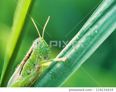 A locust resting on the leaf of a grass plant 129234834