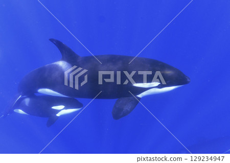Parent and child of killer whale 129234947