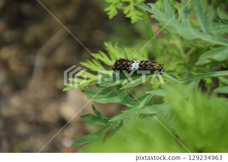 Swallowtail butterfly larva (small) Swallowtail butterfly larva (small) 129234963