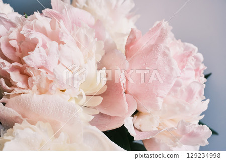 Close-up of dew-kissed pink and white peonies in full bloom 129234998