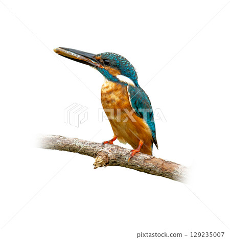 Female Common Kingfisher perched on a branch, showing vibrant blue and orange plumage with a white throat and long sharp bill on clean white background. Female Common Kingfisher perched on a branch, showing vibrant blue and orange plumage with a white throat and long sharp bill on clean white background. 129235007