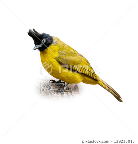 Black-crested Bulbul perched on a branch, showing its vivid yellow body and striking black crest with alert expression on white background. 129235013