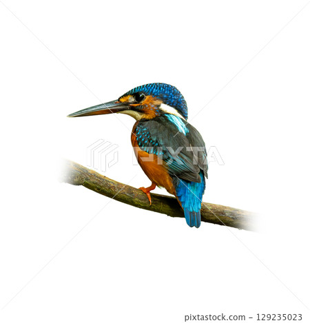 Blue-eared Kingfisher perched on a branch, showcasing its vivid blue crown and wings, rich orange underparts, and sharp black beak on a clean white background. Blue-eared Kingfisher perched on a branch, showcasing its vivid blue crown and wings, rich orange underparts, and sharp black beak on a clean white background. 129235023