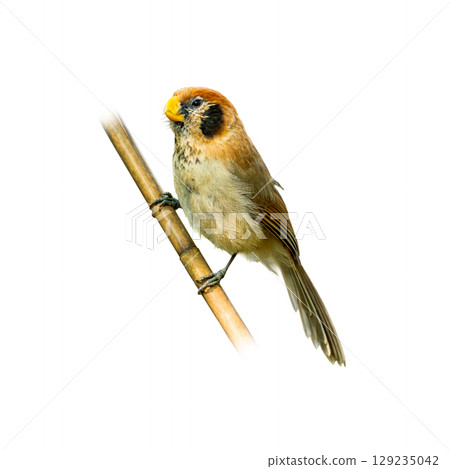 Spot-breasted Parrotbill perched on bamboo, showing its thick yellow bill, facial mask, and spotted chest in clear detail against a white background. 129235042