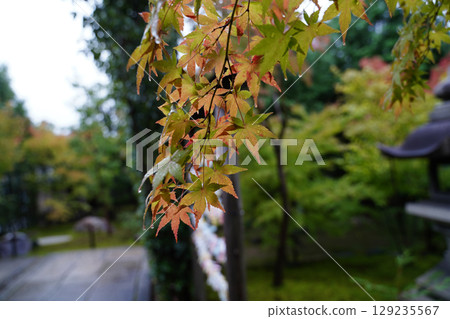 聖林寺院內的楓葉開始變色 129235567