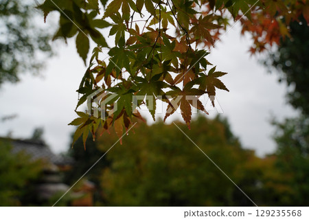 Maple leaves beginning to change color in the grounds of Shorinji Temple 129235568