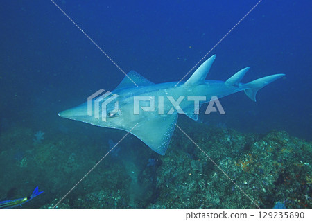 Zakka鯊魚 129235890