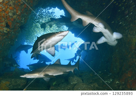 Sharks at Fish Rock Cave Sharks at Fish Rock Cave 129235893