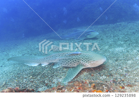 長尾鯊並排而立 129235898