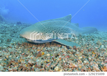 Trough shark 129235899