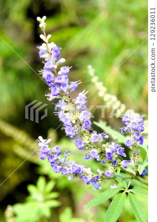 可愛的淡紫色花朵 129236011