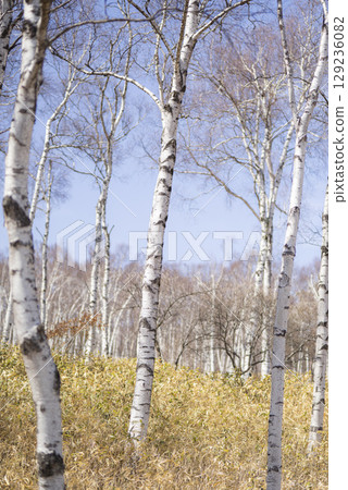 A spring birch forest shining against the blue sky A spring birch forest shining against the blue sky 129236082