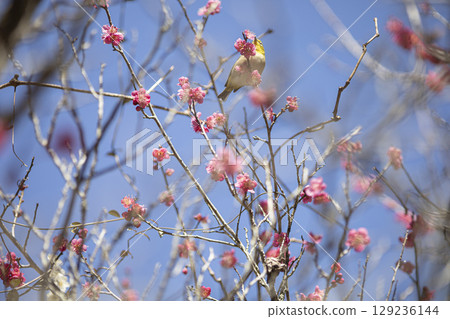 Mejiro吮吸梅花的蜂蜜 129236144