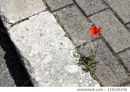 Single red poppy blooms through a crack in the concrete sidewalk. Nature shows resilience as urban life remains rigid 129236248