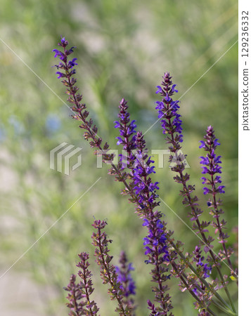 Salvia nemorosa in a summer flowerbed 129236332