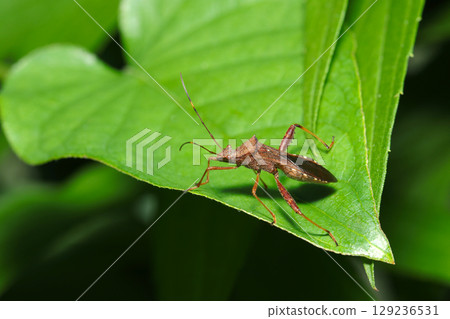 Adult narrow-legged stink bug on a leaf in a wooded area (strobe macro photography of insects in their natural environment) Adult narrow-legged stink bug on a leaf in a wooded area (strobe macro photography of insects in their natural environment) 129236531