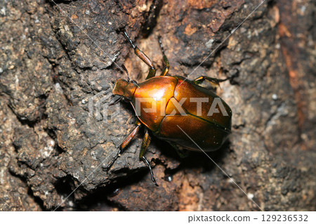 Beautiful metallic copper-colored adult scarab beetle sucking tree sap (outdoor field insect macro photography) Beautiful metallic copper-colored adult scarab beetle sucking tree sap (outdoor field insect macro photography) 129236532