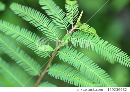 Pinnate compound leaf of Kawaraketsumei 129236682