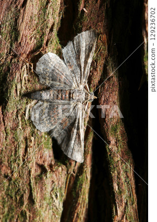 An adult Geometridae moth with its scales peeled off is resting its wings on the trunk of a large cedar tree (outdoor field insect macro photography) 129236702