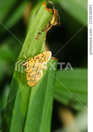 Leopard-spotted adult peach moth resting on a silver grass leaf (macro photography of insects in their natural environment) Leopard-spotted adult peach moth resting on a silver grass leaf (macro photography of insects in their natural environment) 129236861